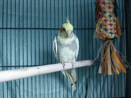 Адаптация кореллы