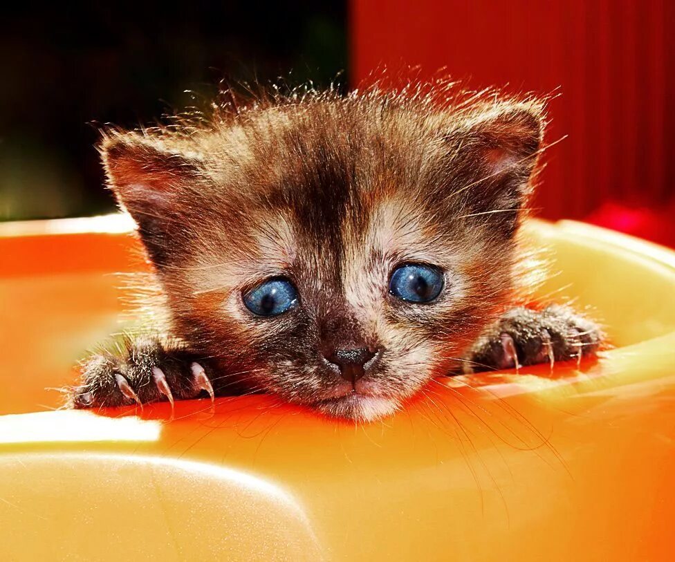 Кот машет ушами. Мопс. Забавные и очень милые. Забавные и очень милые. Смешной котяра.