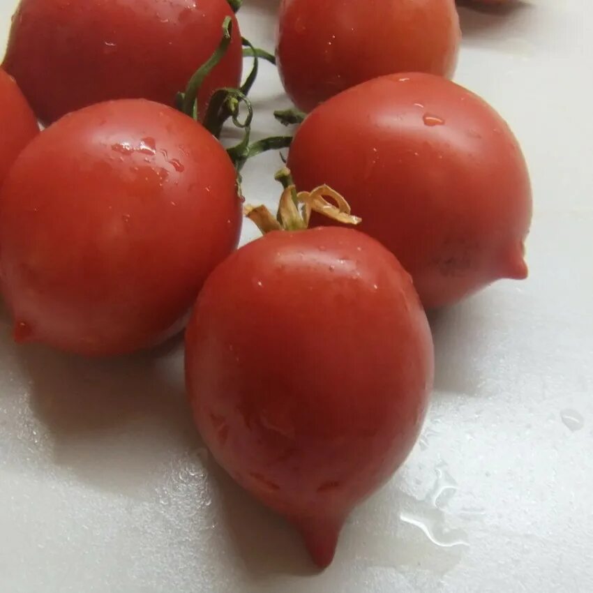 томат красный вельвет. томат с носиком кривянский f1. томат махитос f1 с носиком. томат красный чемпион f1. томат огневский f1.