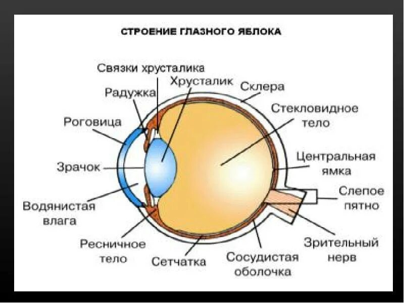 Глаз биология 8 класс кратко. Структура и строение зрительного анализатора. Анализатор строение и функции глаза. Зрительный анализатор строение и функции. Зрительный анализатор анатомия кратко.