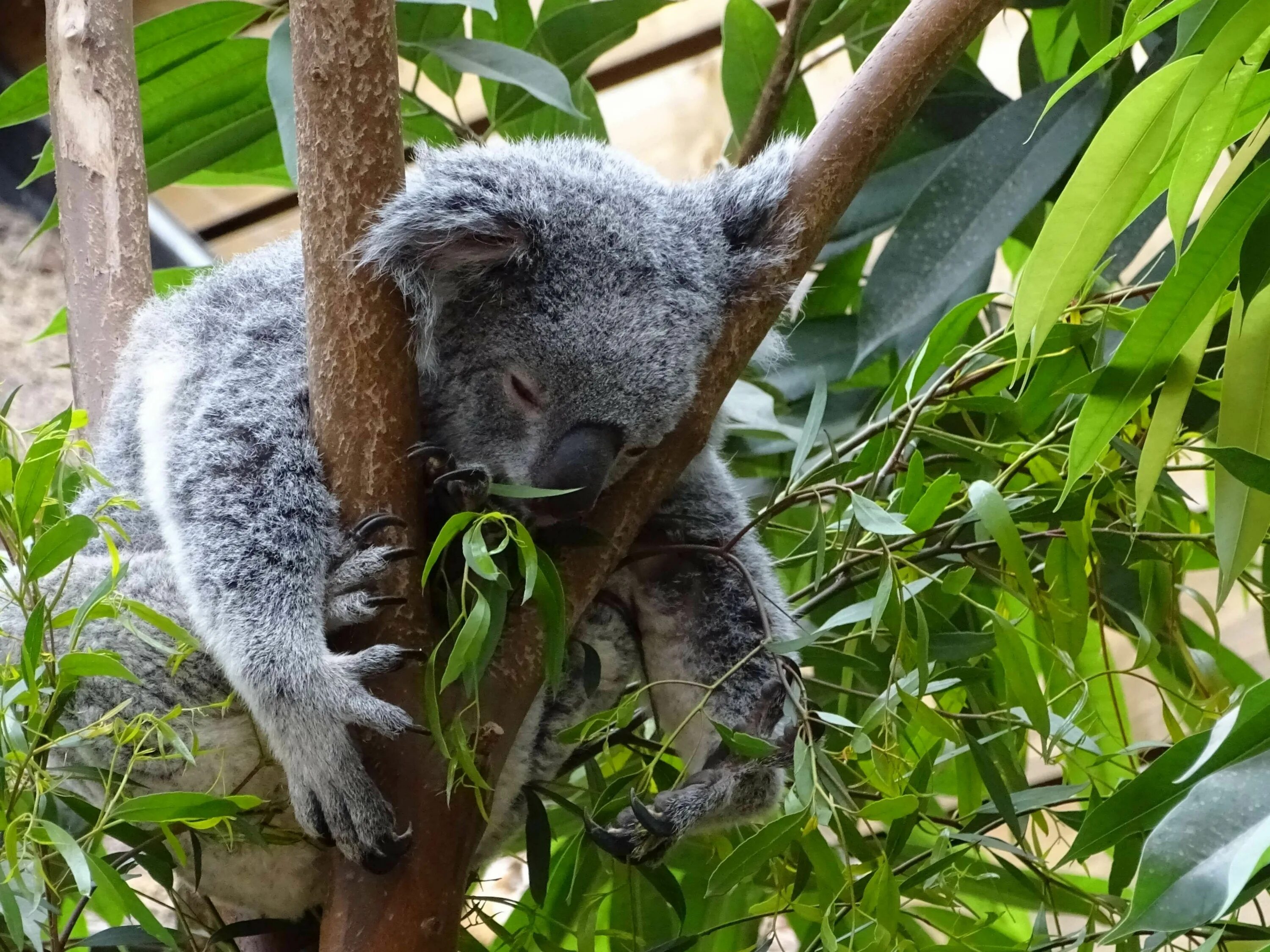 Жизнь коалы