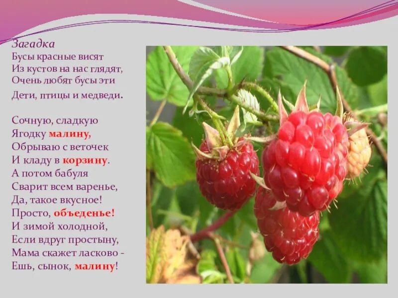 Песня ягода малинка словами на русском. Загадка о Малине. Стих про малину. Загадка о Малине для детей. Малина загадка для детей.