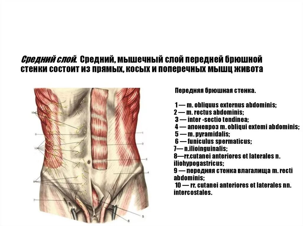 Переднебоковая стенка живота мышцы. Послойная анатомия передней брюшной стенки. Переднелатеральная область брюшной стенки. Топография переднебоковой брюшной стенки.