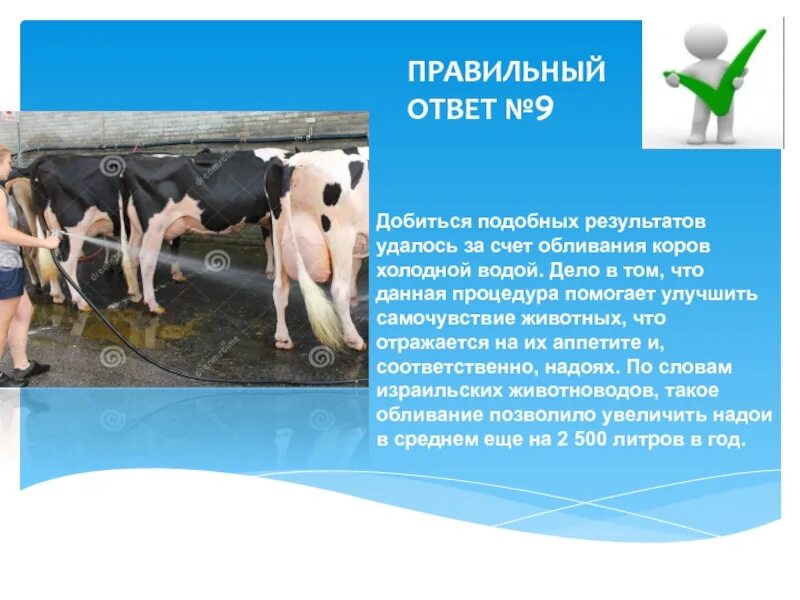 Обливание водой коровы скота в деревне. Обливание водой из ведра коровы скота на Руси. Коровам холодно. И тому подобное в результате