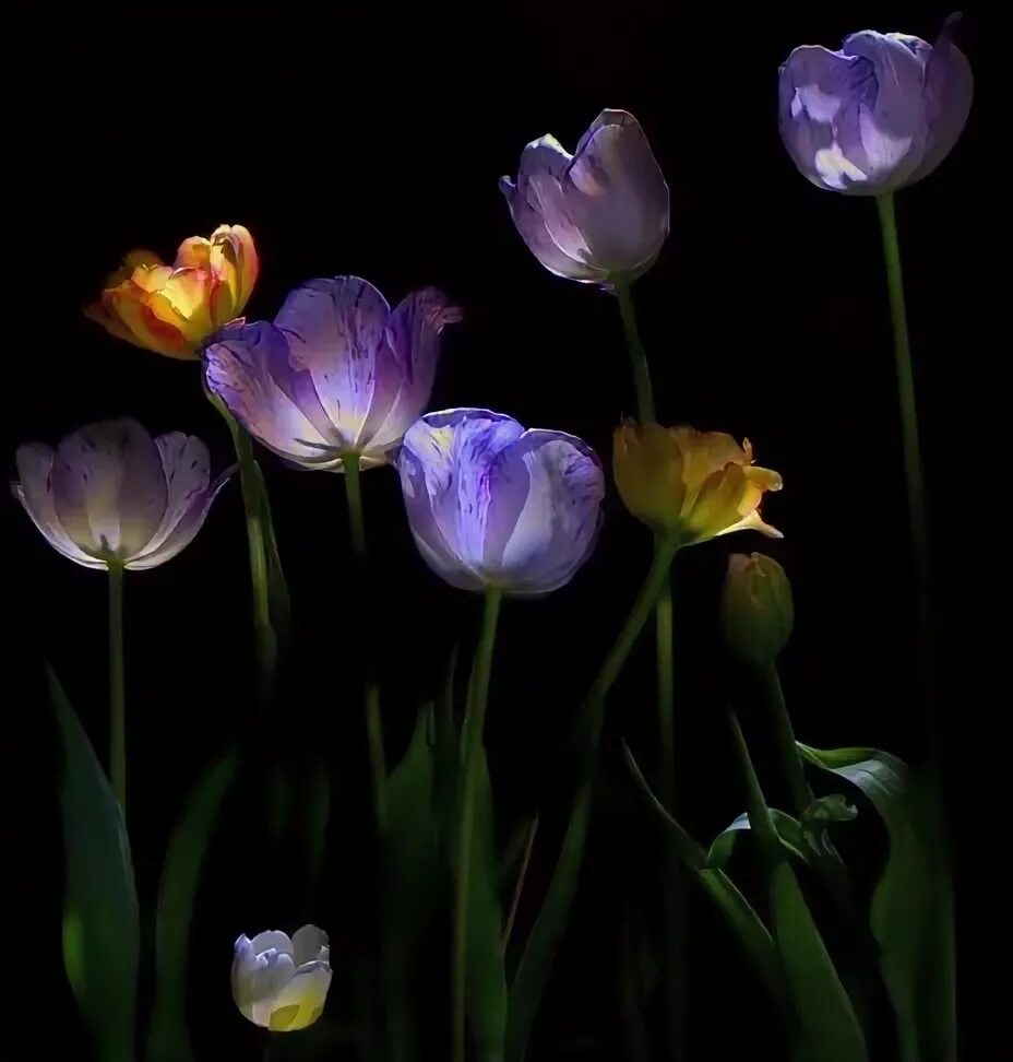 Tulips Night Full Screen. Tulip перевод на русский.
