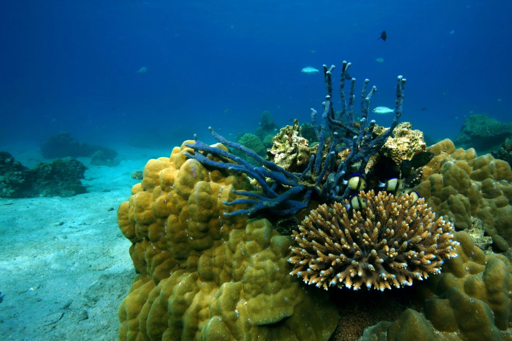 Коралловые рифы Мадагаскара. Коралл риф Мадагаскар. Коралловые рифы красного моря. Коралловые рифы индийского океана.
