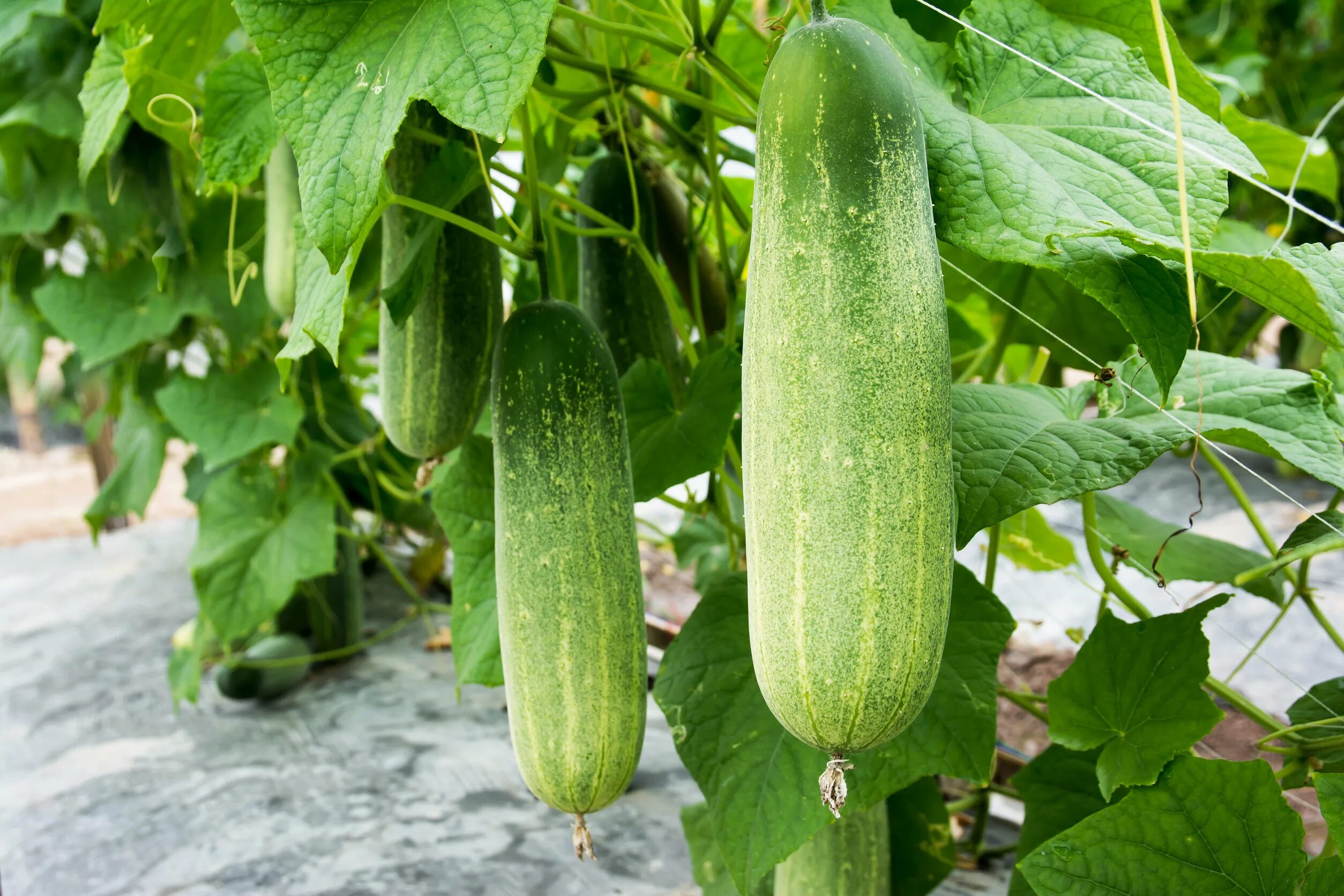 Cucumber growing. Текстура огурца. cucumber plantation.