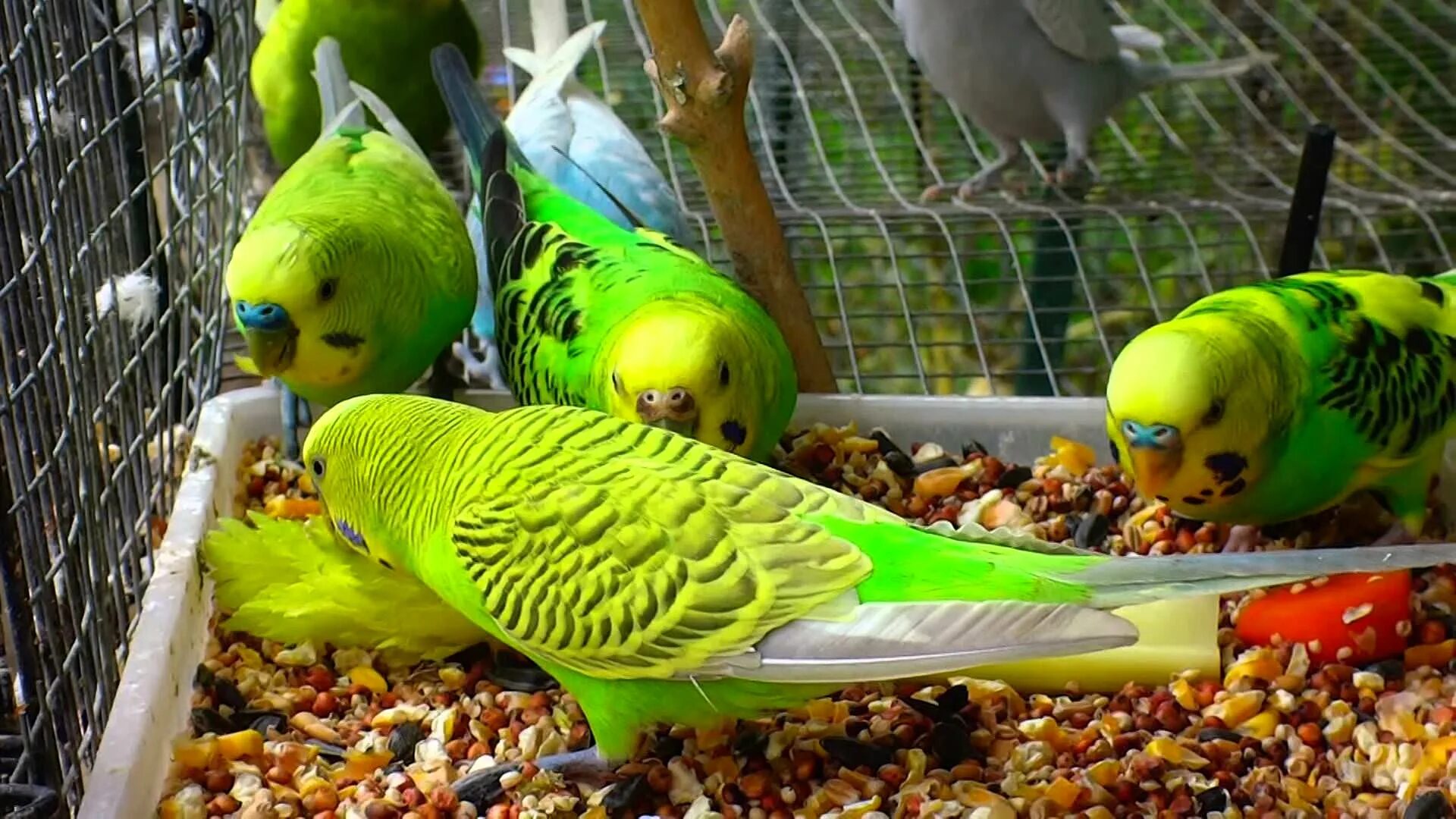 Попугай чего есть корм. Попугаи волнистые попугайчики. Корм для волнистых попугайчиков. Попугаи птичий рынок попугаи. Что едят волнистые попугаи.
