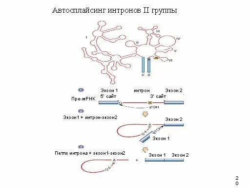 Экзон ру. Автосплайсинг интронов 1 типа. Автосплайсинг 2 типа. Интроны группы i. Интроны второй группы.