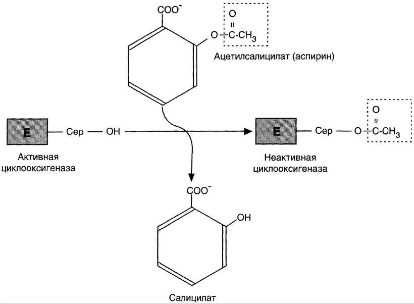 Механизм аспирина реакция. Механизм инактивации циклооксигеназы аспирином. Механизм действия ацетилсалициловой кислоты биохимия. Ингибиторы синтеза простагландинов механизм. Механизм действия аспирина