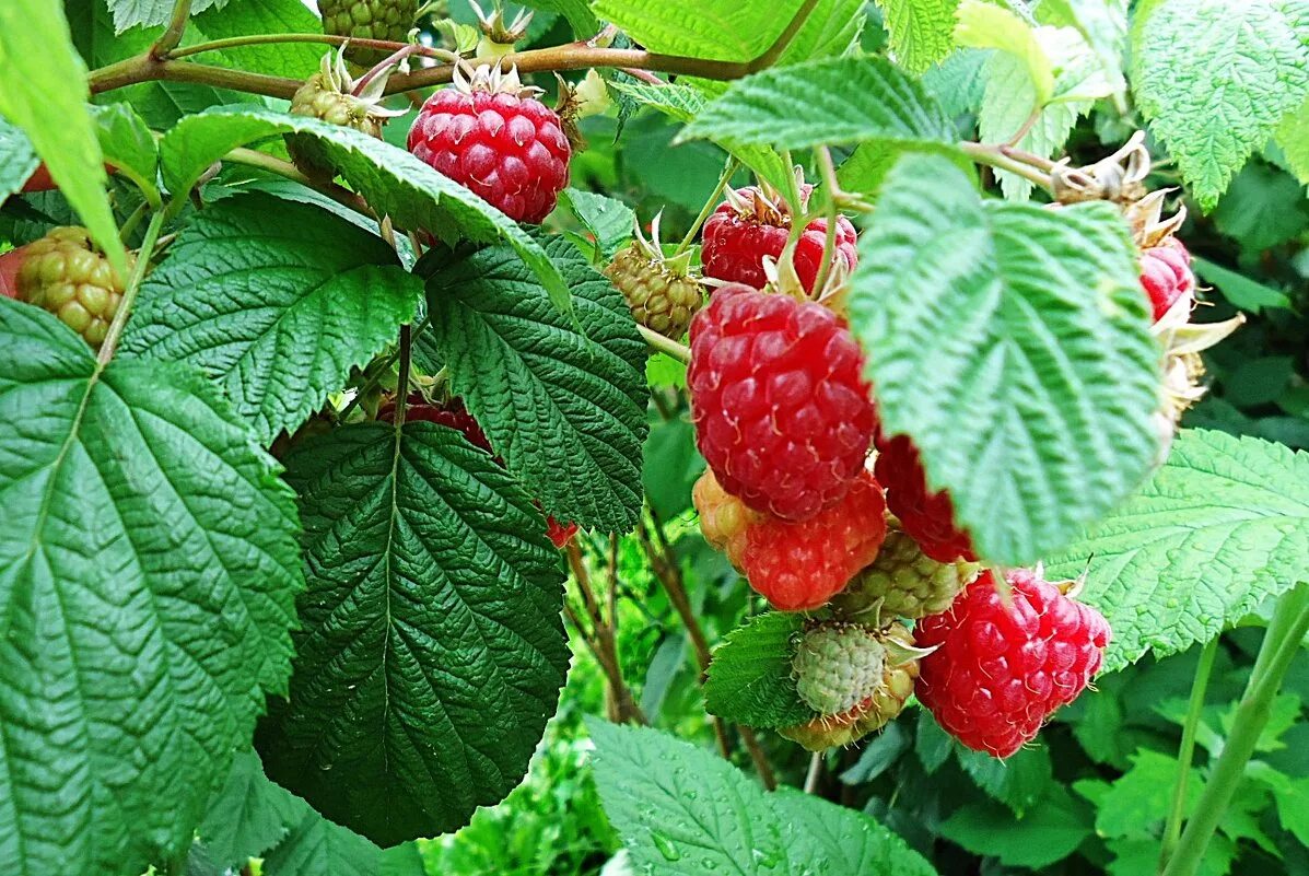 малина мацумуры. малина полукустарник. малина огородная. малина кустарниковая. малина геракл куст.