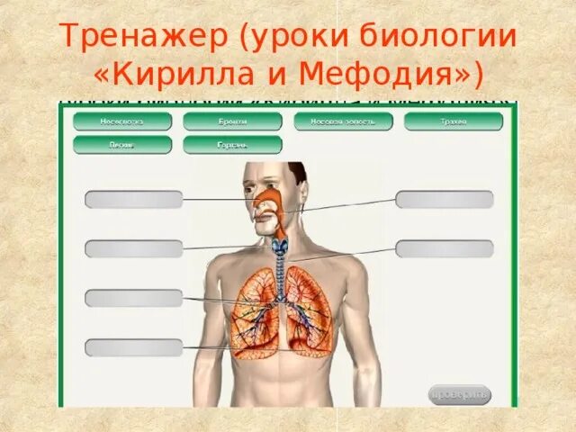 Открытые уроки по биологии 8. Программа тренажер по биологии. Программы-тренажеры для биологии. Кириллов биология.