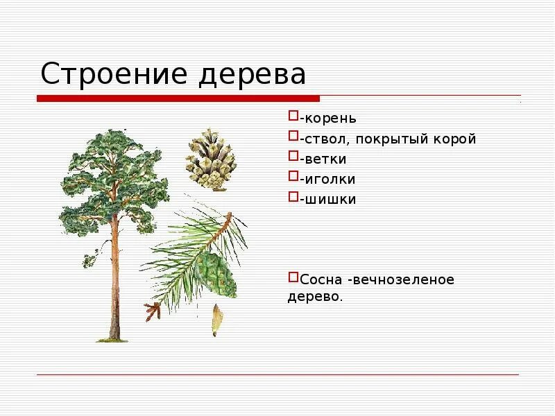 Структуры ели. Структуры ели