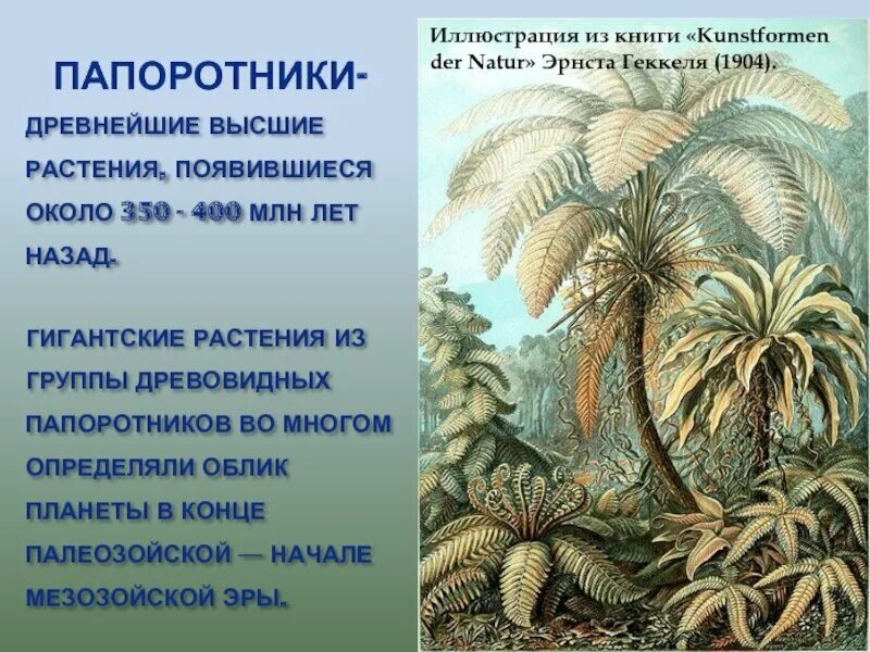 Папоротники в древности. Мезозойская Эра Юрский период растения. Папоротники Девон 400 млн лет назад. Древовидные папоротники палеозойской эры. Древовидные папоротники мезозоя.