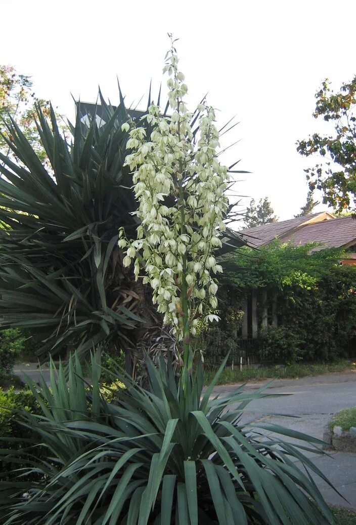 Как цветет юкка фото садовая pflanzen-nachtduftende-yucca-mittelmeer-exotisch-bluetenstand-weiss-schwert-blae