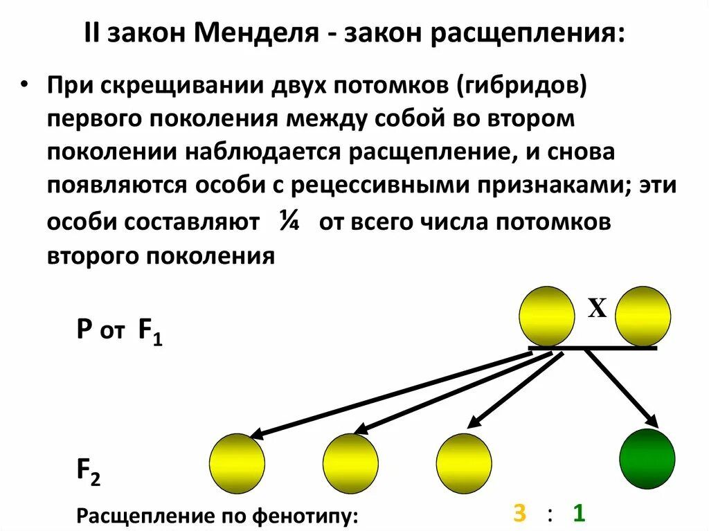 Расщепление по генотипу 2 закон менделя. 2 Закон Менделя. II закон г. Менделя. 2 Закон Менделя формулировка и схема. 4. 2 Закон Менделя – закон расщепления гибридов второго поколения.