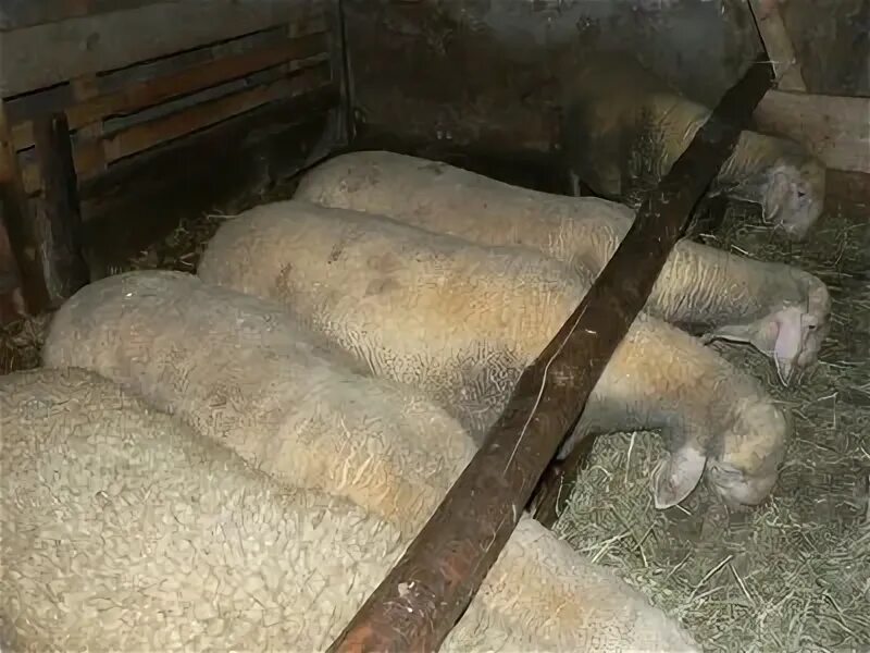 Новорожденный барашек. Овца не принимает ягнят. Отъем ягнят. Овца и чужие ягнята. Овца не принимает ягнят.