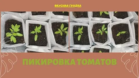 В какой стадии пикировать помидоры на рассаду