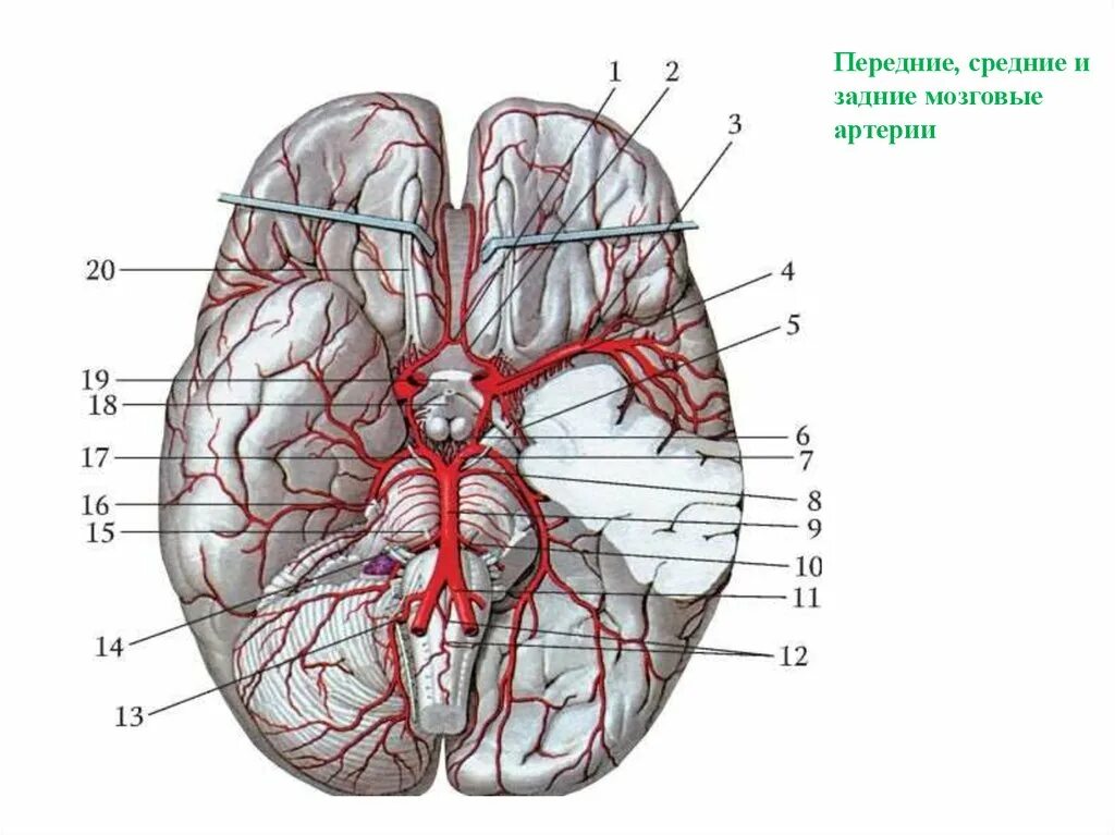 Артерии головного мозга вид снизу. Артерии мозга Виллизиев круг. Основная артерия головного мозга анатомия. Средняя мозговая артерия ветви кровоснабжение.