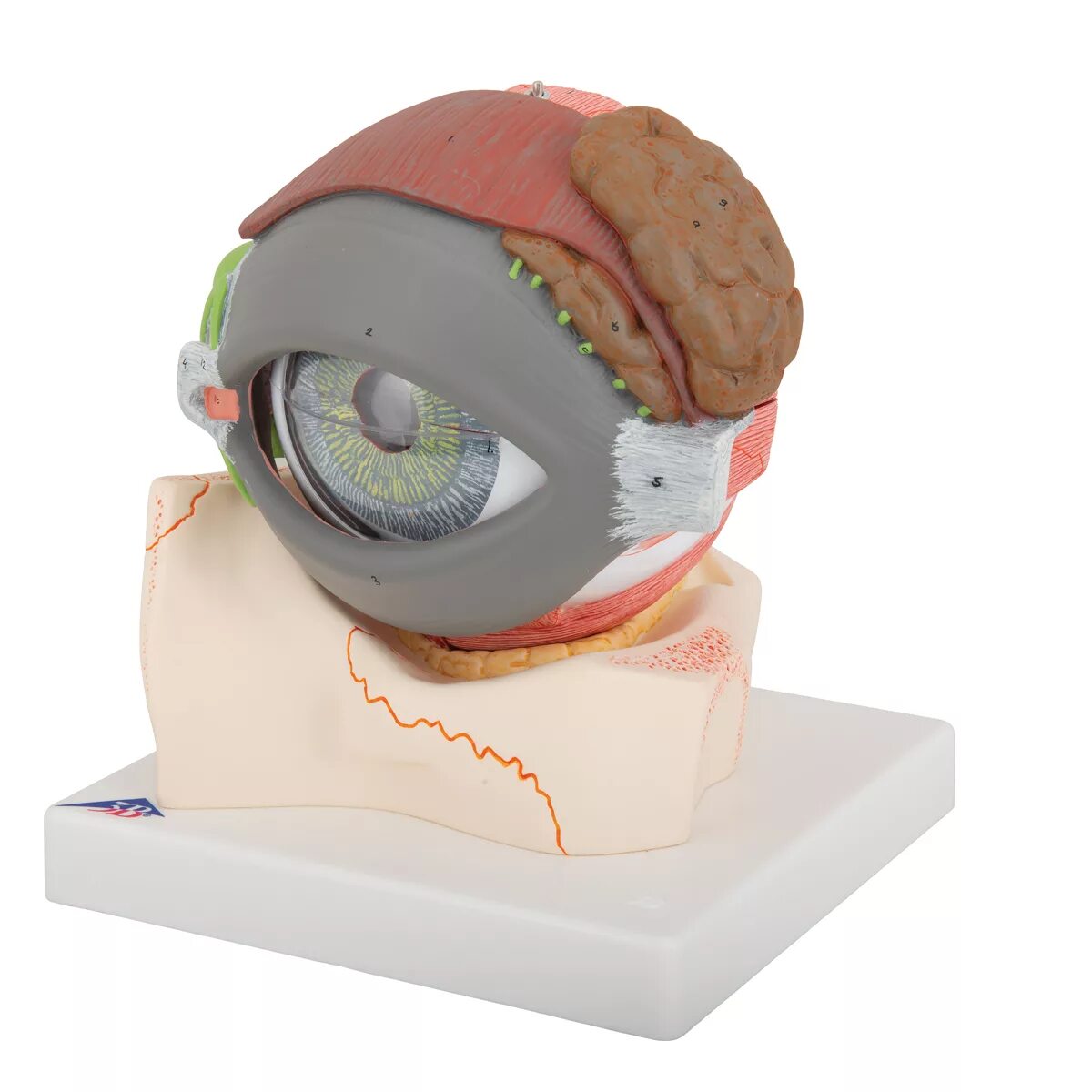 Самодельный глаз. Анатомическая модель глаза. Муляжи глаз. Модель глаза человека. Глаз муляж человеческий.