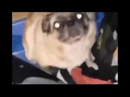 Мопс танцует 10