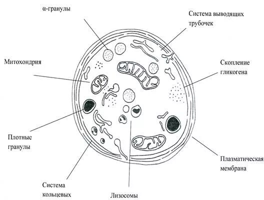 Строение тромбоцитов человека. Схема строения тромбоцита. строение тромбоцита гистология. строение тромбоцита гиаломер. грануломер тромбоцита.