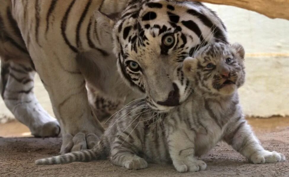 И области можно в любое. Золотой бенгальский тигр. Белый Тигренок. Белый тигр с тигренком. Тигренок с мамой.