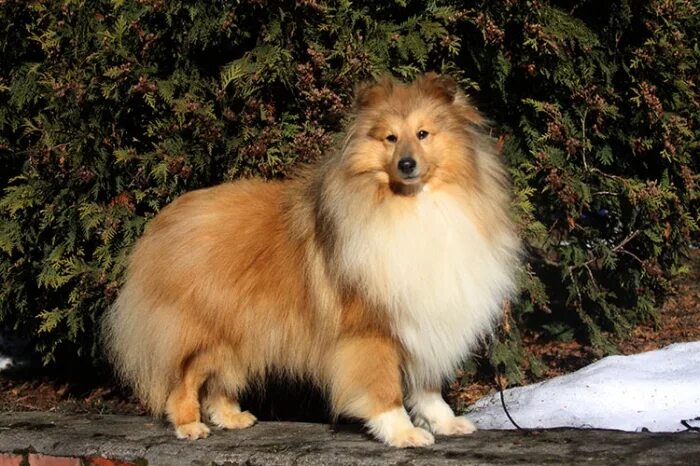 шелти из графского поместья. графского поместья шелти. графского поместья шелти. шелти из графского поместья. шелти собака питомник графское поместье.