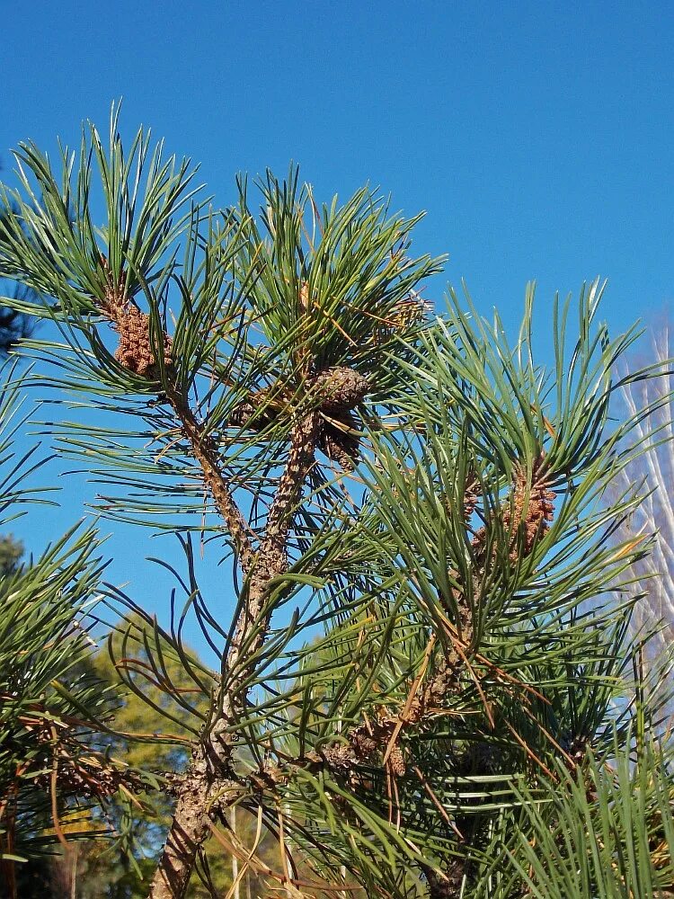 Pinus uncinata 'Tukan'. Сосновые (семейство). Сосновые (порядок). Порядок сосны. Сосновые порядок хвойные