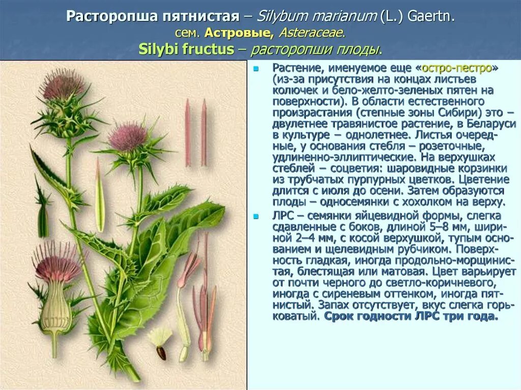 Расторопша пятнистая польза. Расторопша пятнистая растение. Расторопша пятнистая и чертополох. Чертополох растение описание и лечебные свойства. Расторопша пятнистая (остро - пестрая) Silybum Marianum сырья.