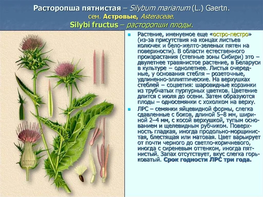 Польза расторопши пятнистой