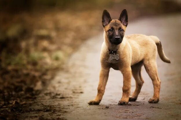 Malinois Dog Breed Appearance,Health,Activities and Other Information Malinois, 