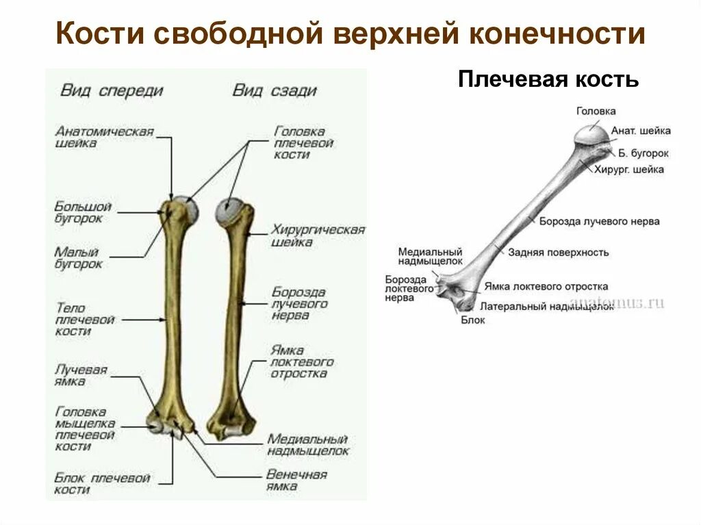 Плечевая кость строение на скелете. Кости верхней конечности анатомия плечевая кость. Скелет свободной верхней конечности плечевая кость. Костный скелет свободной верхней конечности.