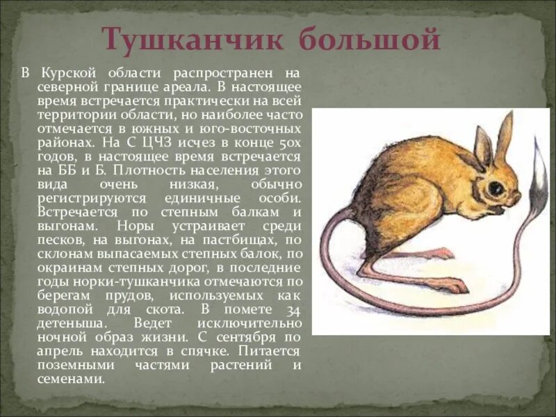 Тушканчик сообщение 4. Тушканчик большой красная книга курской области. большой тушканчик красная книга курганской области. животные красной книги курской области. красная книга животные курсак.
