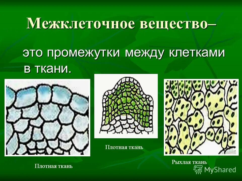 Межклеточное вещество строение функции. Образовательная ткань растений межклеточное вещество. межклеточноеное вещество это. клетки и межклеточное вещество. межклеточное вещество в тканях.