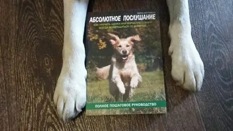 Я собак всегда готов