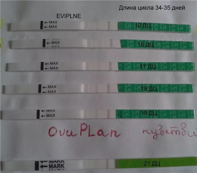 Овуляция цикл 35. 25 День цикла тест на беременность. 19 День цикла тест на беременность. Тест на овуляцию при беременности. 35 День цикла тест на беременность.