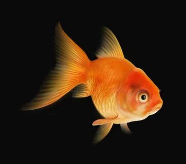 CG Goldfish.