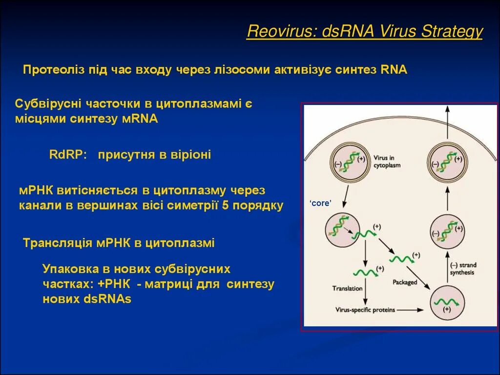 Обеспечивает синтез рнк противодействует тургору. Реовирусы вирусология. Реовирусы геном. Реовирусы строение. РНК реовирусов.