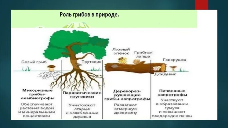 Роль деревьев в жизни грибов заключается. Значение грибов в природе. Функции грибов. Роль гриба. Роль грибов в природе таблица.