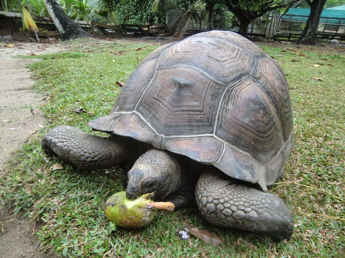 Сейшельские черепахи. Сейшелы черепахи. Черепахи на Сейшельских островах. Что едят черепахи.