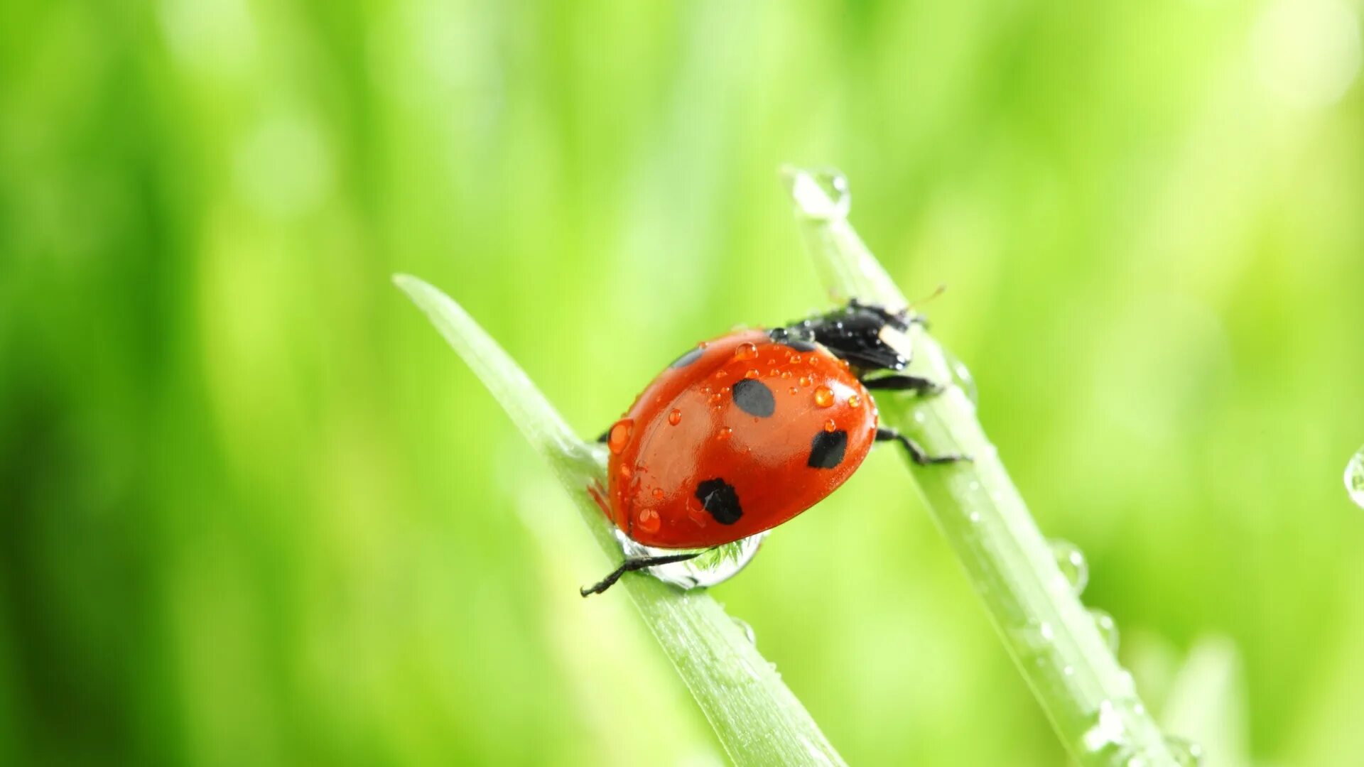 Божья коровка обои. Божья коровка отряда жесткокрылых. Ladybird Божья коровка. Божья коровка на травинке. Букашки на травинки.