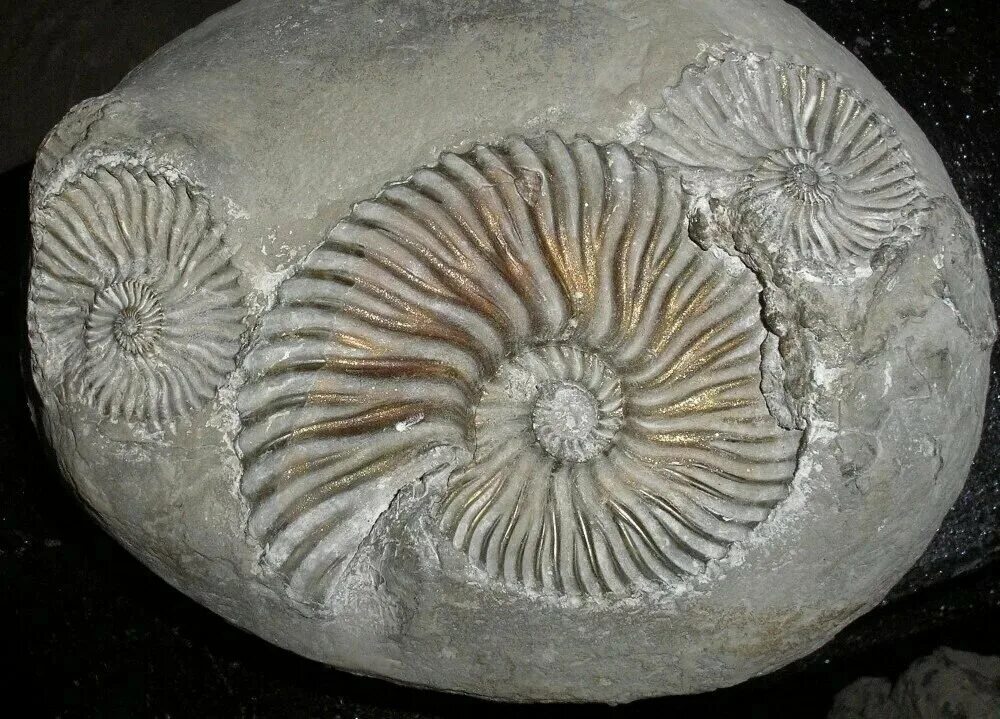 Аммониты древние моллюски моллюски. Fossil окаменелости. Окаменелый Аммонит. Аммонит Юрского периода. Старая ракушка