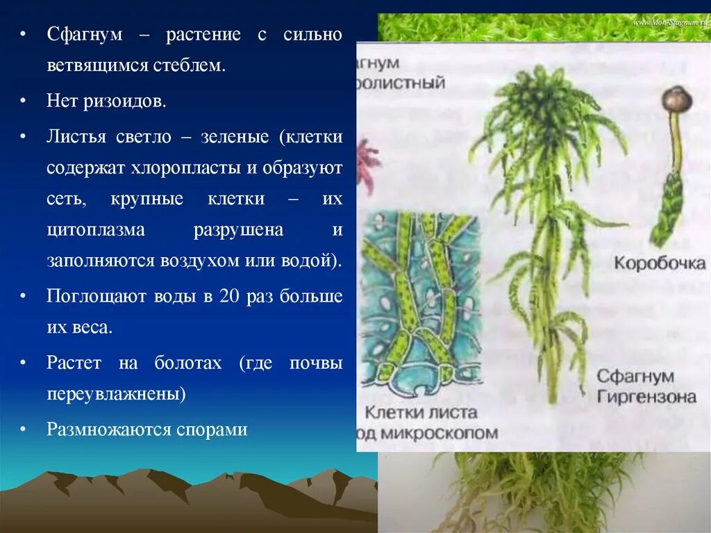 Какой тип питания характерен для сфагнума. Мох сфагнум характеристика растения. Сфагнум болотный покрытосеменной. Сфагнум Гиргензона строение. Сфагновые мхи строение.