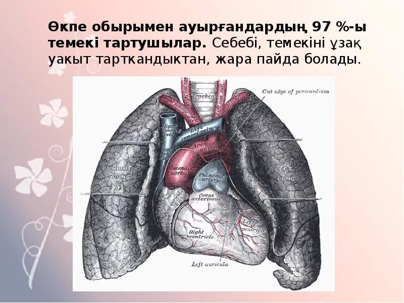 Өкпе раскраска. Тыныс алу мүшелері фон презентация. Тыныс алу презентация фон. Тыныс алу жүйесінің