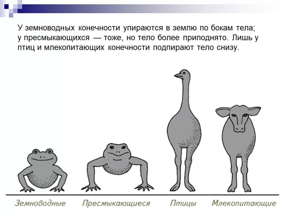 Схема расположения конечностей у земноводных. Расположение конечностей у рептилий. Конечности располагаются под туловищем. Расположение конечностей у млекопитающих.