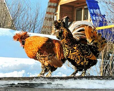 Куры москва
