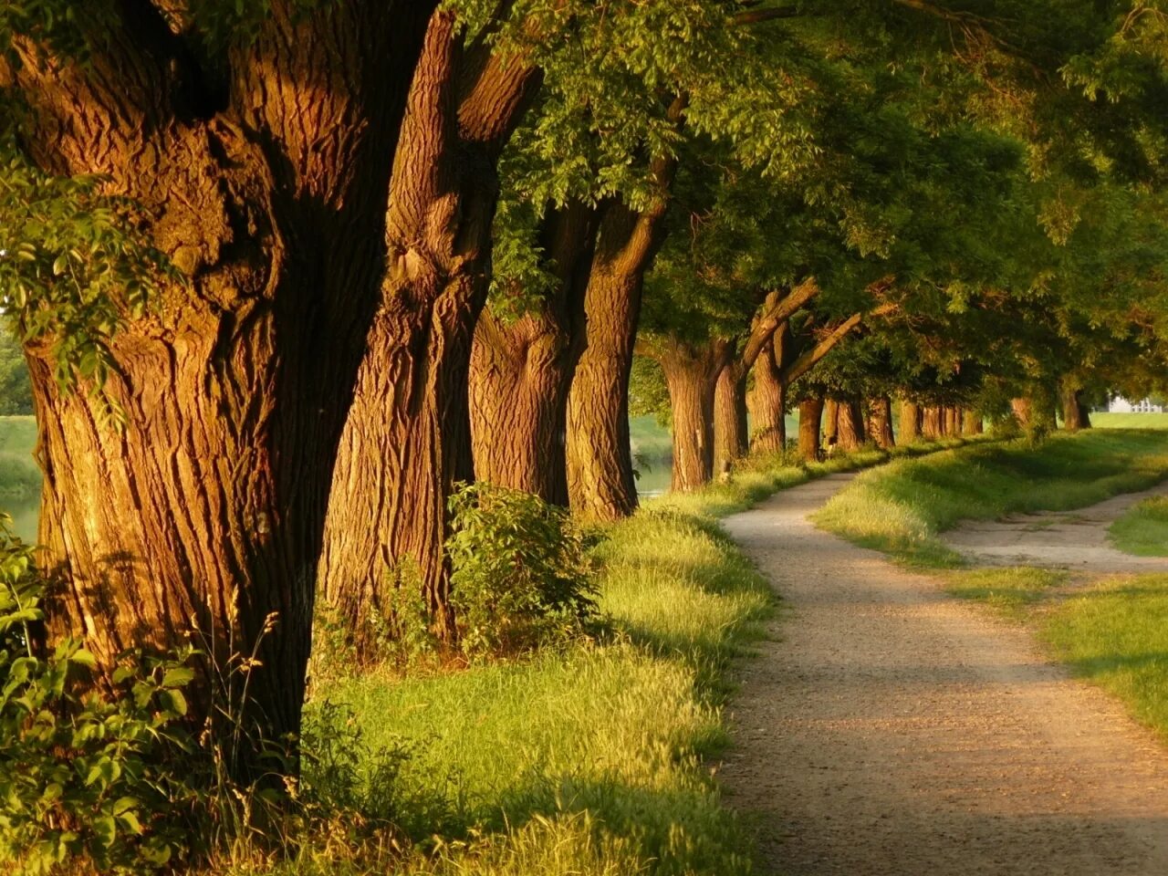 I like trees