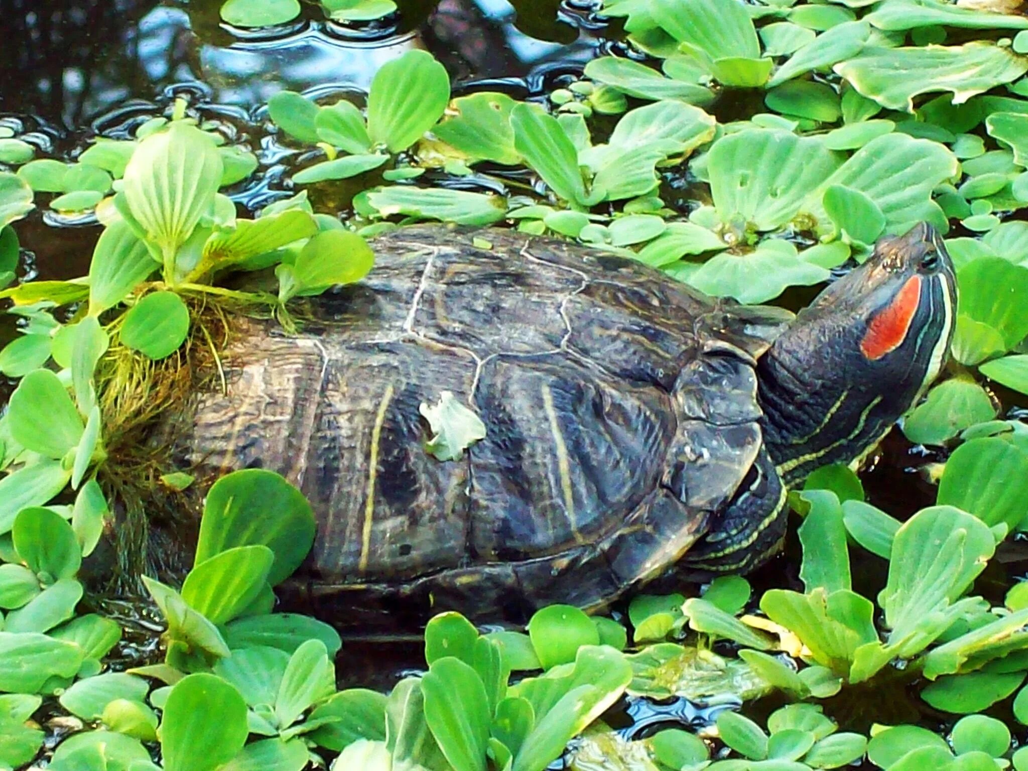 Что такое турея. Красноухая Болотная черепаха. Красноухая черепаха в дикой природе. Красноухая Пресноводная черепаха. Дикие красноухие черепахи.