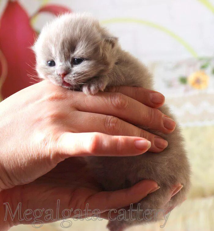 2 недельный котенок. Котятам неделя как выглядит. Двухнедельные котята. Шотландская вислоухая котята 2 недели. Котятам неделя как выглядит.